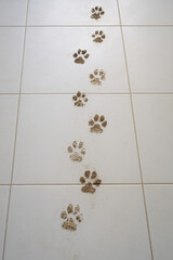 Dirty paw prints on white tiles. Concept of cleaning, housekeeping, hygiene, and pets. Symbol of care, comfort, and everyday life with animals.
