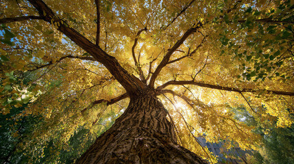 Fototapeta premium autumn trees