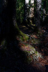 Alpine and lakeland national park, Croatia, Plivice Lakes National Park