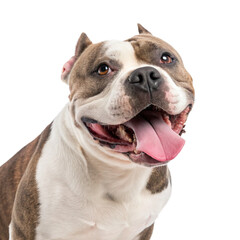 Fototapeta premium american bully dog smiling isolated on transparent background