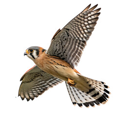 Fototapeta premium american kestrel flying isolated on transparent background