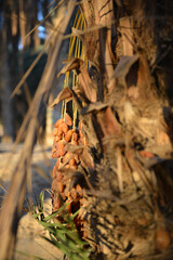 Golden Tunisian dates on palm tree