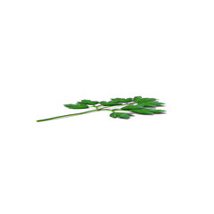 italian parsley isolated on transparent background, PNG