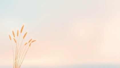 Gentle Wheat Stalks Against a Soft, Light Backdrop Create a Calm and Peaceful Atmosphere for Natural and Organic Visuals