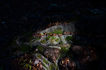 Alpine and lakeland national park, Croatia, Plivice Lakes National Park