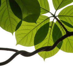 Close-up of green leaves with a twisting stem, backlit, against black