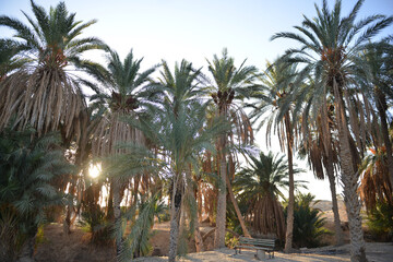 Sunset light filtering through palm trees Tunisia