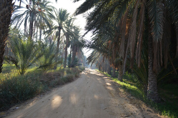 Obraz premium Dusty path through sunlit Tunisian oasis