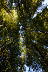 Alpine and lakeland national park, Croatia, Plivice Lakes National Park