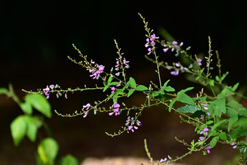 アレチヌスビトハギ