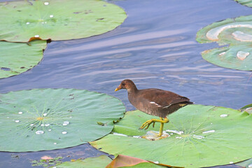 ハスの葉の上を歩くバンの幼鳥