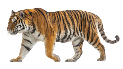Fototapeta premium Wild tiger with orange fur black stripes and powerful stance symbolizing strength wilderness and natural predator beauty isolated on white background