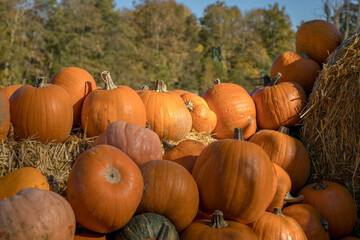 A beautiful autumn decoration featuring pumpkins arranged on a wooden barrel. Warm colours and natural light create a cosy seasonal atmosphere, perfect for fall, Thanksgiving, or Halloween themes.