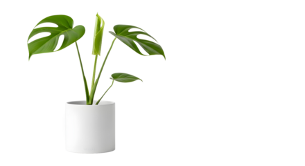 Modern Minimalist Monstera Plant in White Pot, Studio Environment, Clean Viewpoint, Modern Glass Bottle Splash Concept