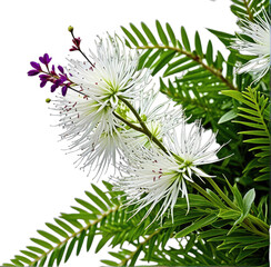 Close-up of delicate white flowers with wispy petals and vibrant green leaves