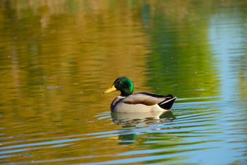A male mallard duck floating peacefully on a calm pond with reflections of green and golden colors on the water surface