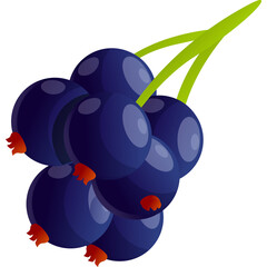 Bunch of Dark Blue Blackcurrant Berries with Green Stems on a White Background Ideal for Graphic Design Projects
