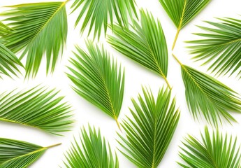 Obraz premium Bright green palm fronds isolated on a clean white background