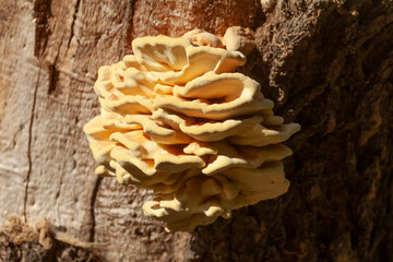 Baumpilz an einem Baumstamm, Deutschland
