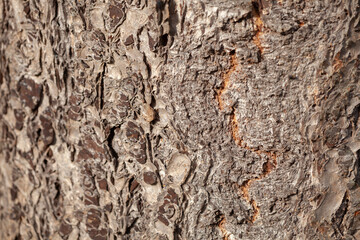 Graue Baumrinde an einem Baumstamm, Borke, Holztextur, Hintergrund, Deutschland, Europa