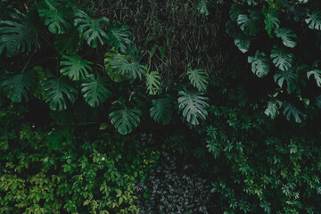 Leaves in the park concept dark green black background image(PHOTO)