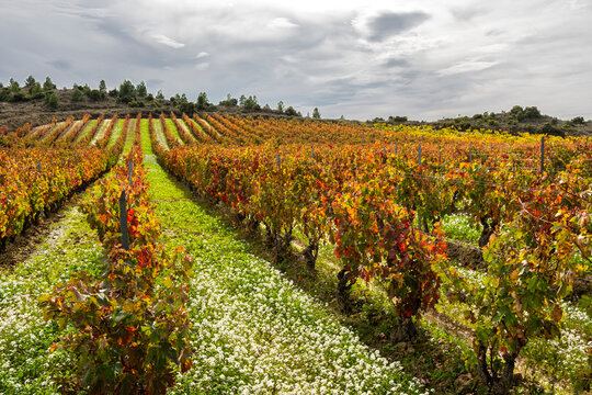 Barrel room of traditional winery in La Rioja, Spain, surrounded by vintage wine casks symbolizing the autumn harvest from nearby vineyard estate filled with ripe grape vines.