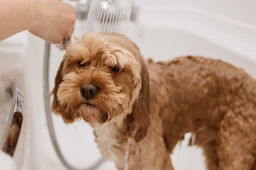 Cavapoo dog standing in bathtub during shower