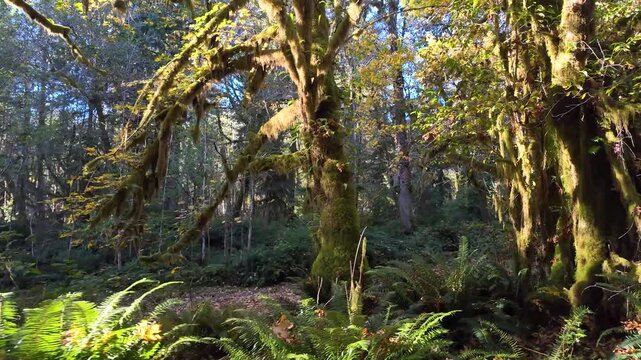 4K smooth stabilized walking footage through Maple Glade Rain Forest Trail in Olympic National Park, USA, showing lush green moss, ferns, and autumn leaves covering the forest path during fall season