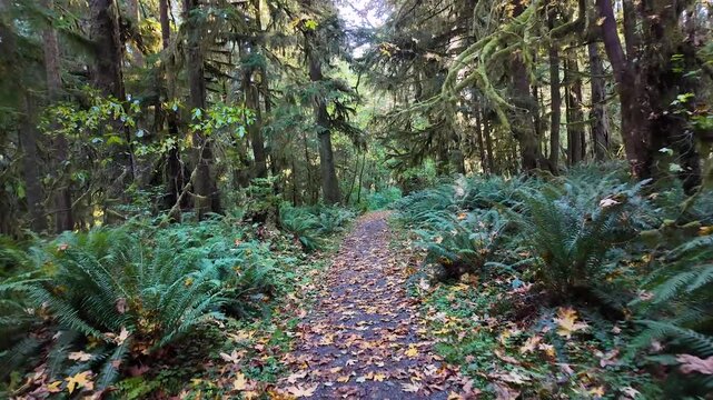 4K smooth stabilized walking footage through Maple Glade Rain Forest Trail in Olympic National Park, USA, showing lush green moss, ferns, and autumn leaves covering the forest path during fall season