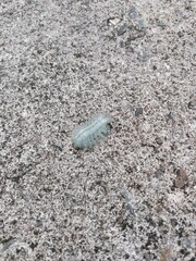 monster warm in cement floor background