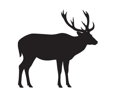 Barasingha deer in silhouette.