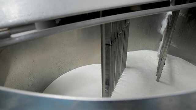 Making artisanal cheeses. Beating the rennet