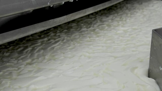 Making artisanal cheeses. Beating the rennet