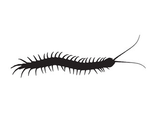  Centipede in silhouette white background.