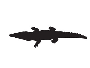 Crocodile top view in silhouette white background.