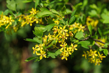 Сluster of bright yellow yellow Ribes aureum flowers with red centers bloom. Flowers golden currant, clove currant, pruner berry and buffalo currant creating vibrant and lively natural scene