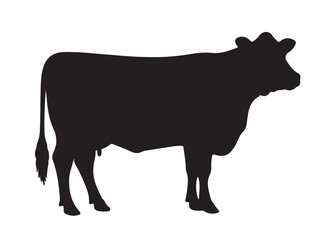 Dexter cow in silhouette white background.