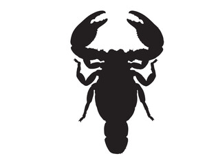 Egyptian Fat-Tailed Scorpion icon top view in silhouette white background.