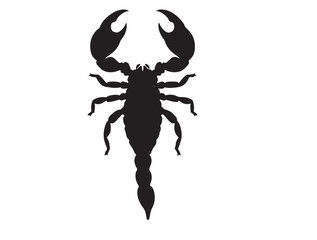  Indian Red Scorpion icon top view in silhouette white background. with out reflect.