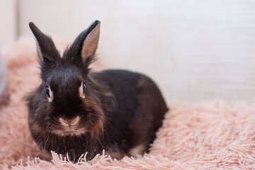 Adorable black bunny resting on a soft pink blanket.  A fluffy friend, perfect for pet-themed projects.