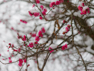開花した梅の花に積もる雪