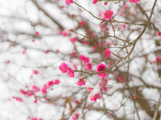 梅に雪が積もった風景