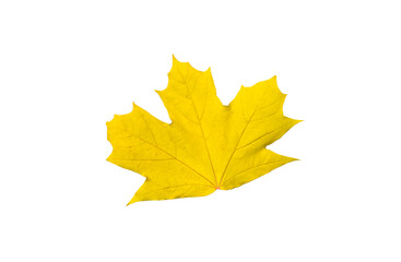 Maple fall leaf isolated on white background