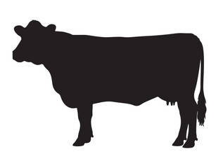 Red Poll cow in silhouette white background.