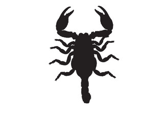 Tanzanian Red Claw Scorpion icon top view in silhouette white background. with out reflect.