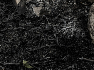 A dark, textured background of charred wood, black ash, and burned debris, representing the remnants of a fire, deforestation, or organic decay.