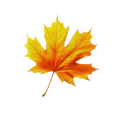 Fototapeta premium Vibrant maple leaf with warm golden orange colors. Captures joyful essence of autumn