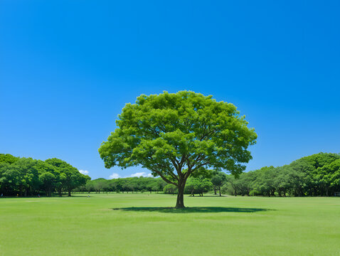 抜けるような青空の下で広がる芝生の公園の真ん中にたたずむ大きく緑豊かな一本の木が印象的な風景写真素材