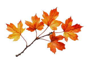 Fototapeta premium Golden maple leaf branch joyfully announces beautiful arrival of autumn