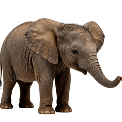 Obraz premium Baby African Elephant transparent background